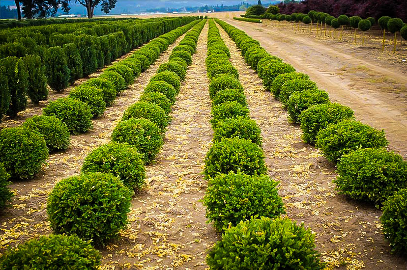 Green Velvet Boxwood Shrubs For Sale  The Tree Center™