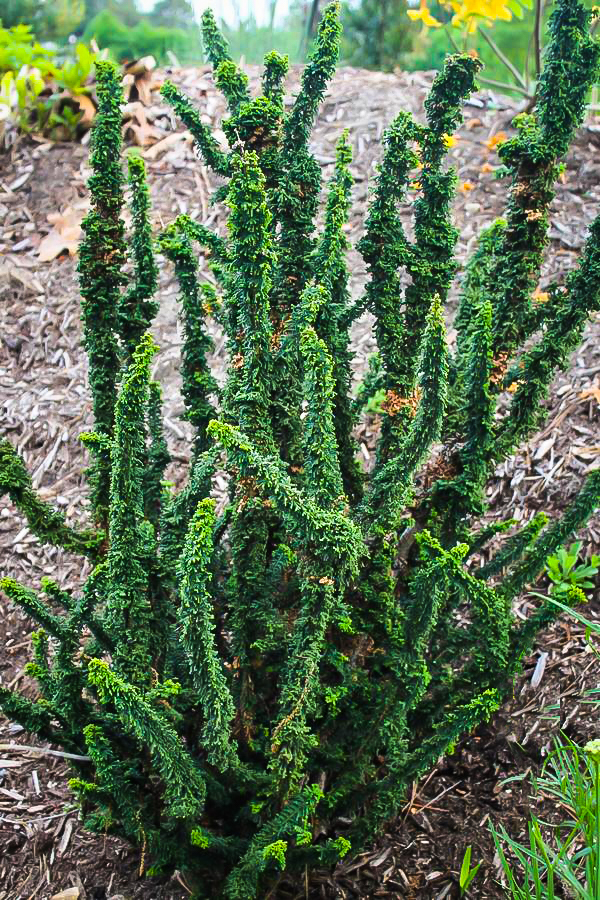 Chirimen Hinoki Cypress Trees For Sale The Tree Center™