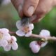 Where Do New Plant Varieties Come From?