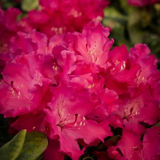 Hellikki Red Rhododendron For Sale Online | The Tree Center