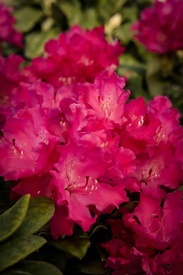 Hellikki Red Rhododendron For Sale Online The Tree Center
