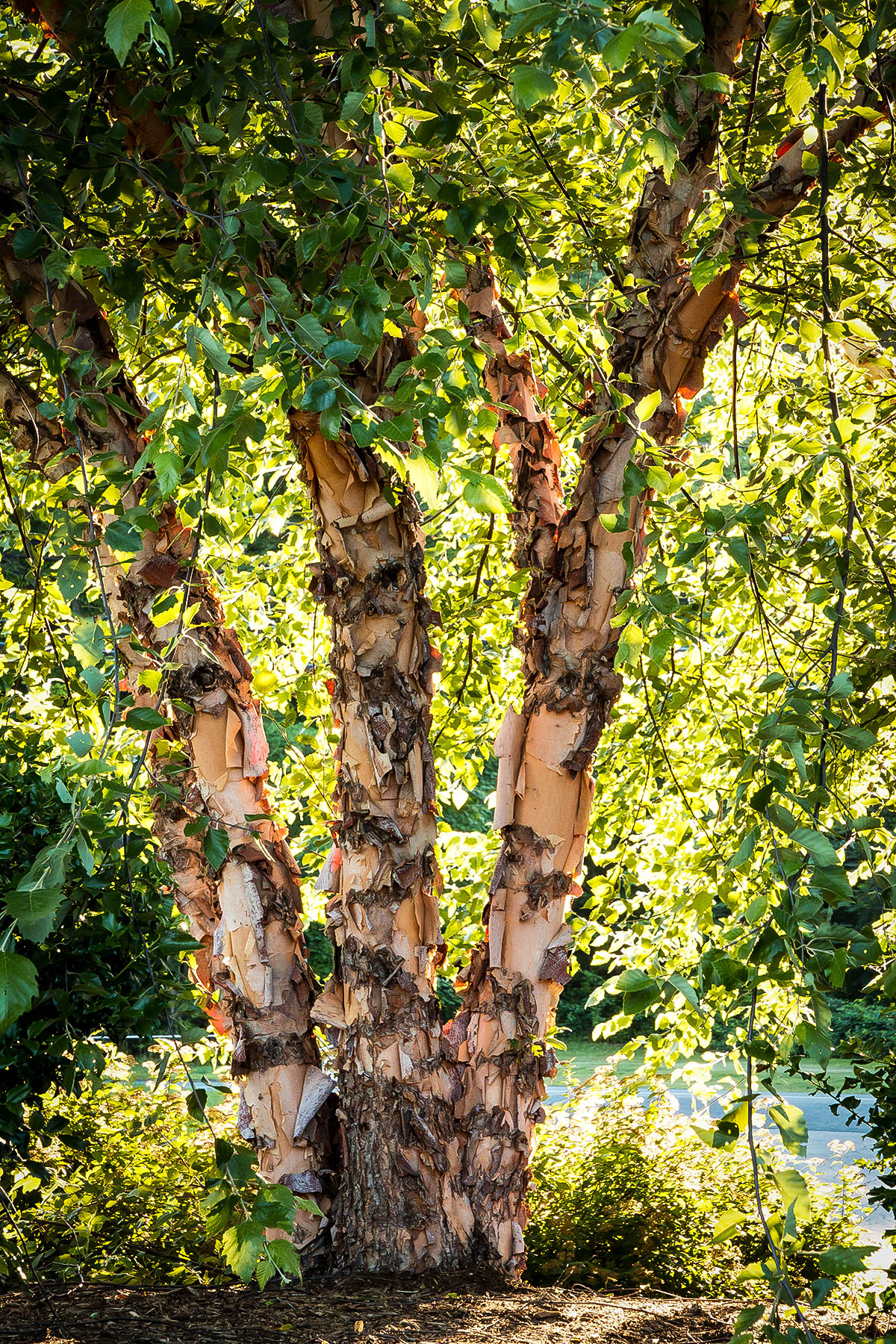 Heritage Birch Clump Trees For Sale 
