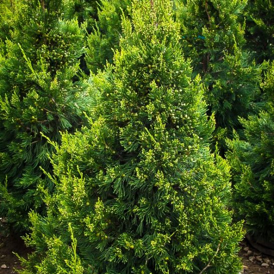 Green Columnar Juniper Tree For Sale The Tree Center™