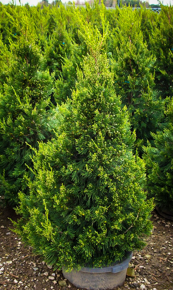 Green Columnar Juniper Tree For Sale The Tree Center 