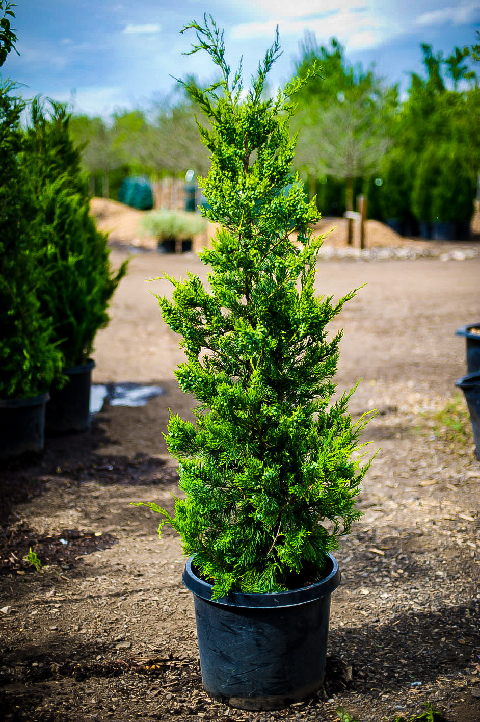 Green Columnar Juniper Tree For Sale The Tree Center™