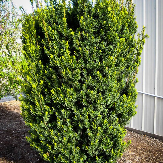 Hicks Yew For Sale Online The Tree Center™