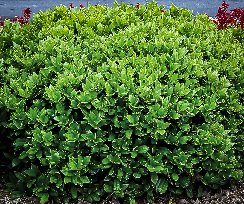 Carissa Holly Bushes For Sale The Tree Center™