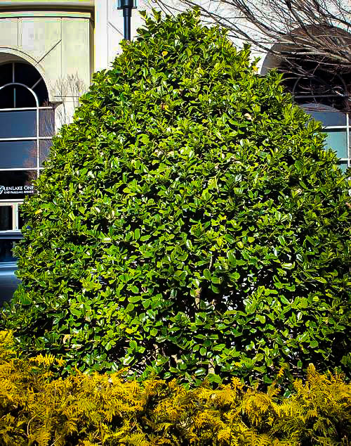 Fine Line Holly Bushes For Sale The Tree Center™