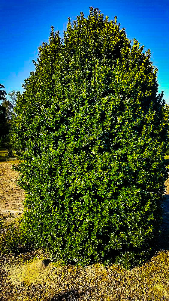 Fine Line Holly Bushes For Sale The Tree Center™