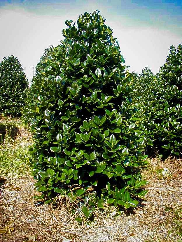 Liberty™ Holly Bushes For Sale Online The Tree Center™