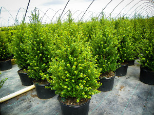 Buy Holly Trees | Holly Bushes & Trees For Sale | The Tree Center