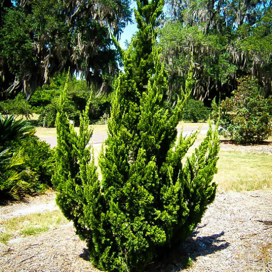 Hollywood Juniper For Sale The Tree Center™