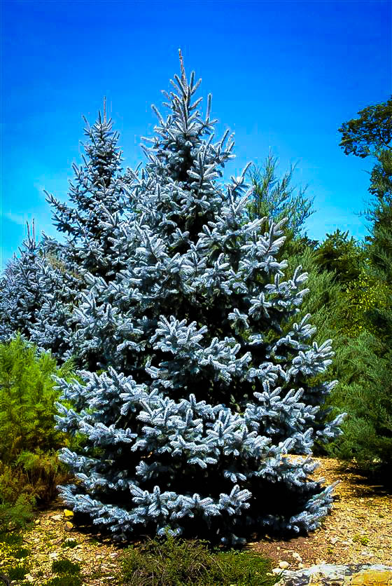 hoopsii blue spruce trees
