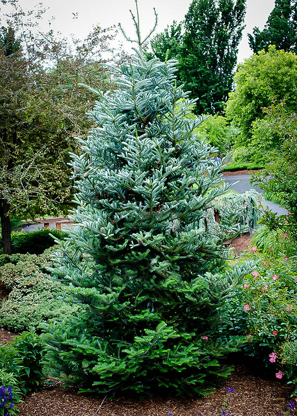 silverlock korean fir silverlock korean fir