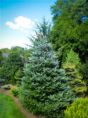silverlock korean fir silverlock korean fir
