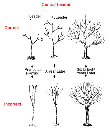 Meyer Lemon Tree Guide | The Tree Center™