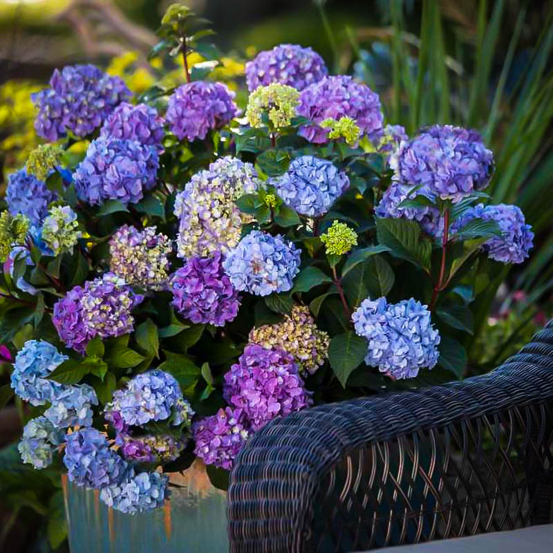 Bloomstruck® Hydrangeas For Sale Online | The Tree Center™
