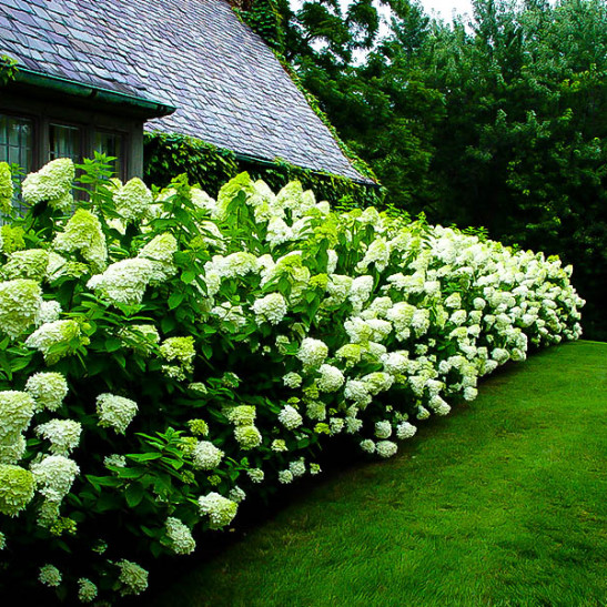 Limelight Hydrangea For Sale Online The Tree Center