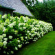 Modern Twists on the PG Hydrangea
