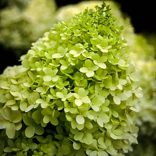 Limelight Hydrangea For Sale Online The Tree Center