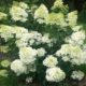 An Update for the PG Hydrangea