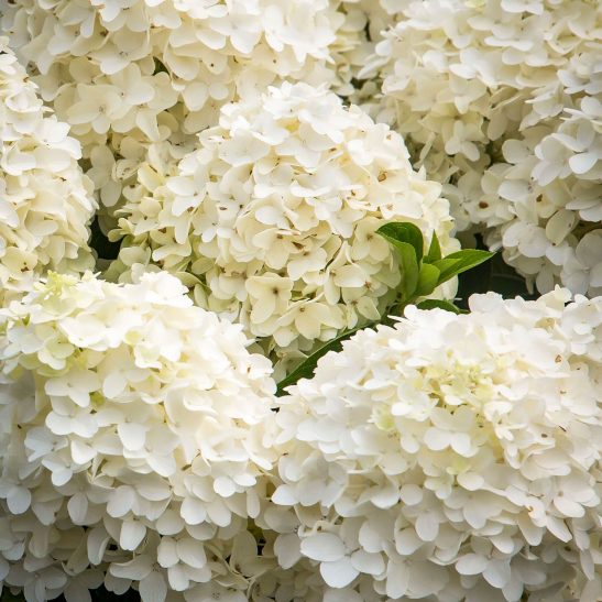 White Wedding® Panicle Hydrangeas For Sale | The Tree Center™