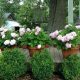 Shrubs for Planters, Pots and Boxes