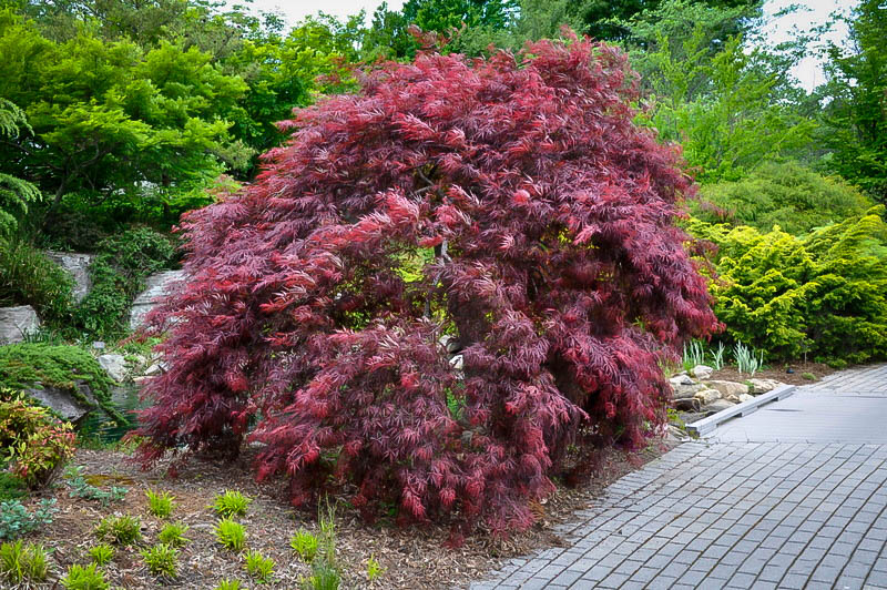 Inaba Shidare Japanese Maple