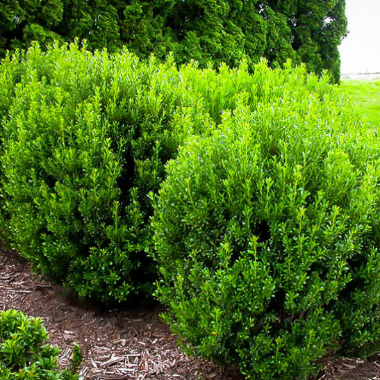 compact inkberry holly the tree center compact inkberry holly the tree center