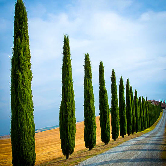 Italian Cypress For Sale Online The Tree Center