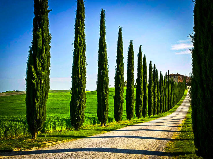 cupressus sempervirens evergreen hardiness ambition trinities evergreens columnar shrubs