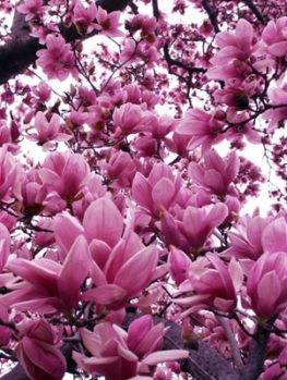 Magnolia Trees For Online The Tree Center Jane Magnolia Tree