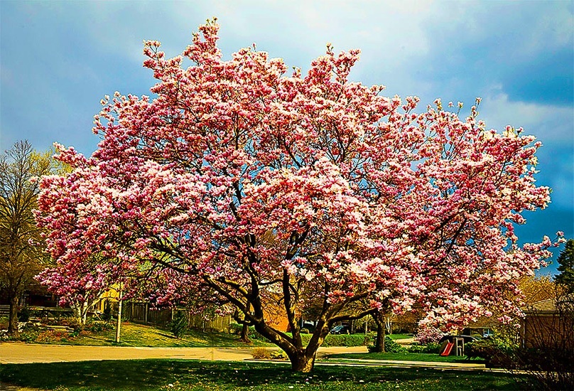 Where do magnolia trees usually grow?