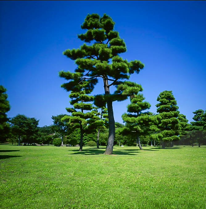 pine japanese tree trees garden zone landscape hardiness zones plant mature bonsai details