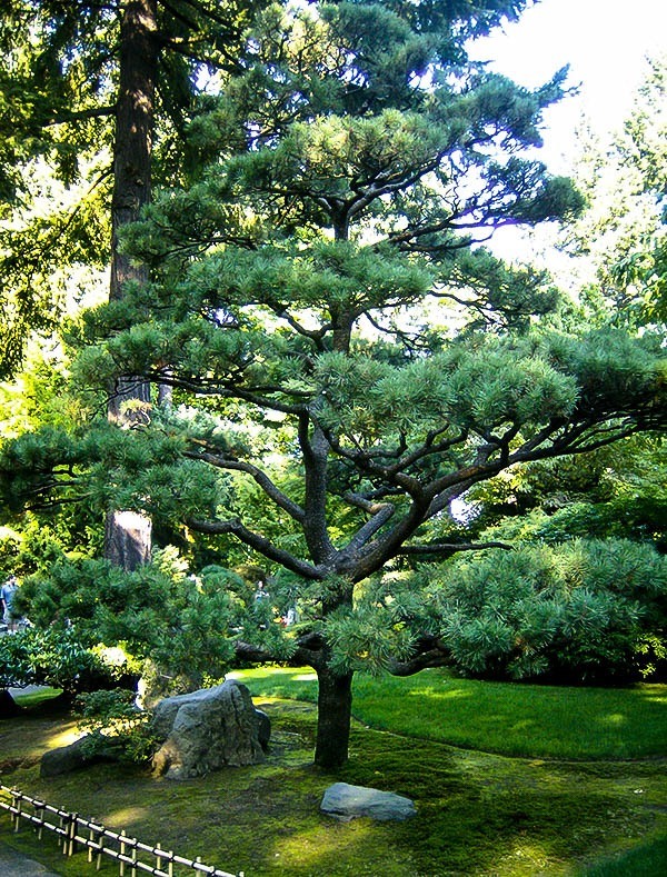 best-deer-resistant-plants-and-shrubs-for-your-area-the-tree-center
