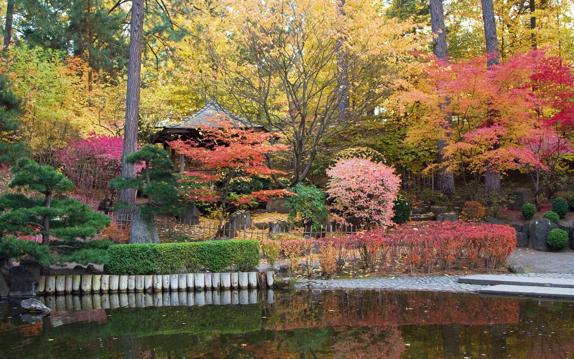 Classic Trees for a Japanese Garden | The Tree Center™