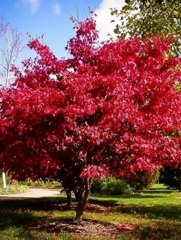 maple tree all year japanese maple trees buy japanese maple trees the tree center maple tree all year japanese maple trees buy japanese maple trees the tree center