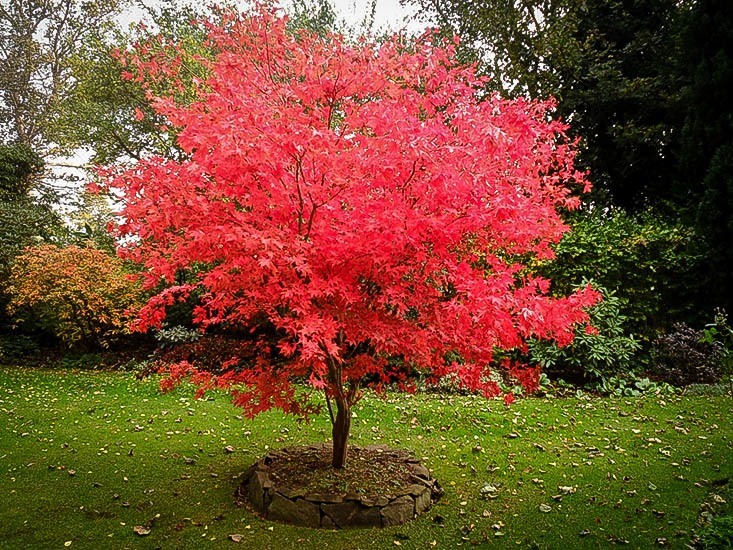 Japanese Maple Mature - Girls Wild Party