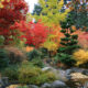 Summer Care of Japanese Maple