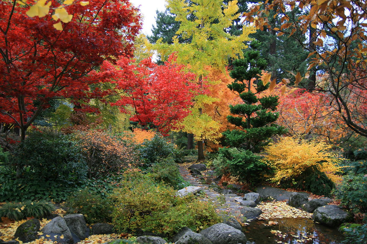 Summer Care of Japanese Maple | The Tree Center™