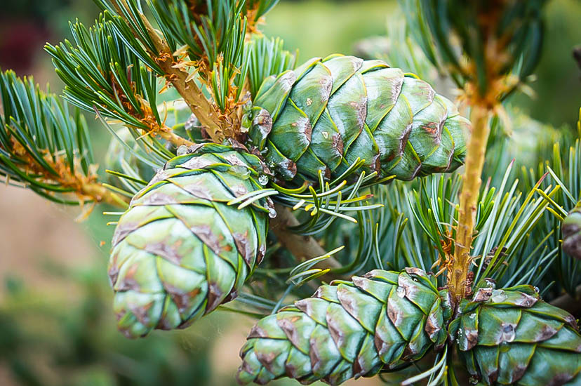 Japanese White Pine The Tree Center™