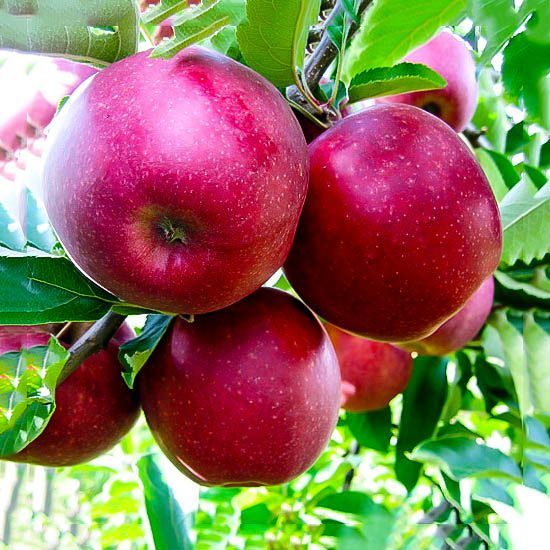 Jonathan Apple Trees For Sale Online The Tree Center™