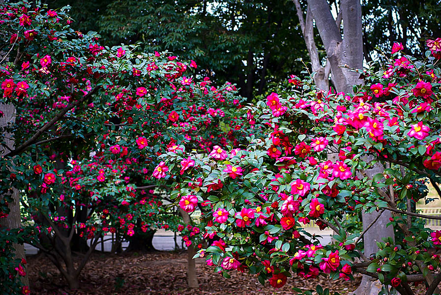 Kanjiro Camellias For Sale Online | The Tree Center™