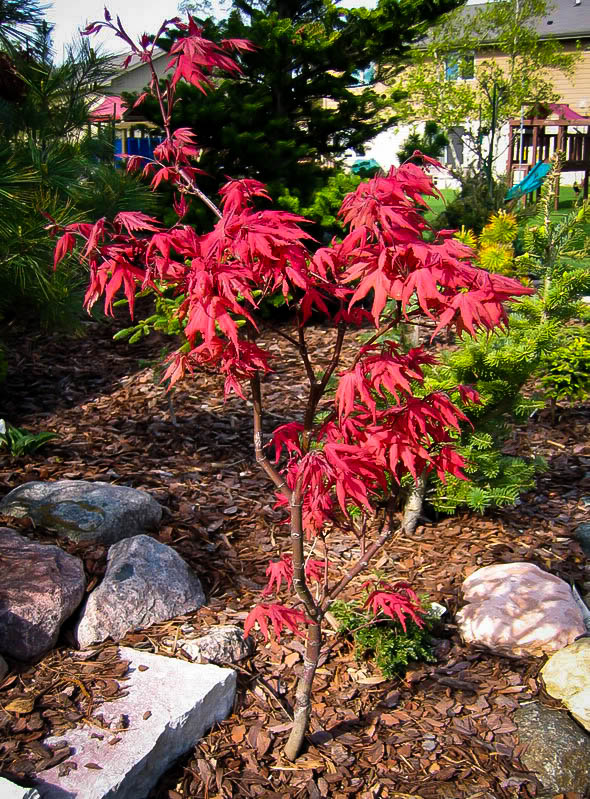 japanese maple tree zone 9 kasagiyama japanese maple for sale the tree center japanese maple tree zone 9 kasagiyama japanese maple for sale the tree center