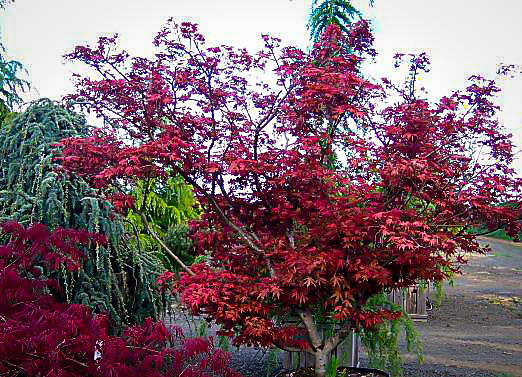 japanese maple tree zone 9 kasagiyama japanese maple for sale the tree center japanese maple tree zone 9 kasagiyama japanese maple for sale the tree center