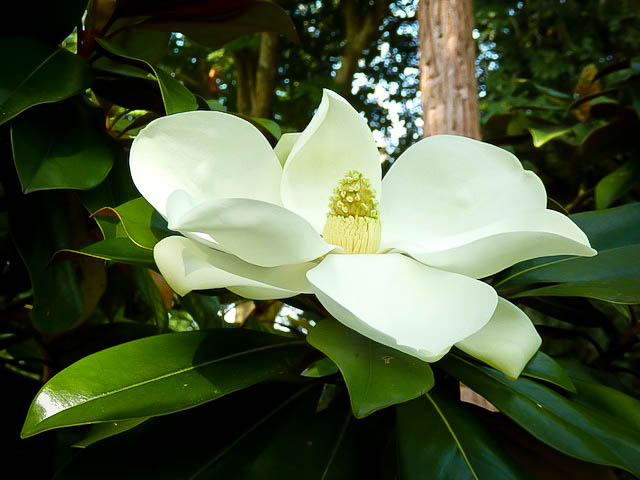 Kay Parris Magnolia Trees For Sale Online The Tree Center™