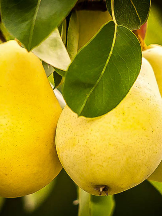 Pear Trees