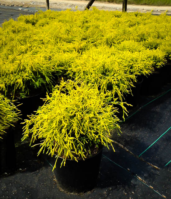 Kings Gold Cypress For Sale Online | The Tree Center™