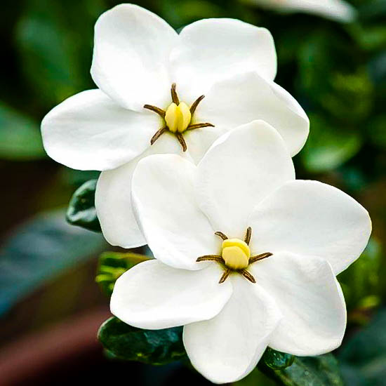 Kleims Hardy Gardenia Plants For Sale The Tree Center Kleims Hardy Gardenia Plants For Sale The Tree Center