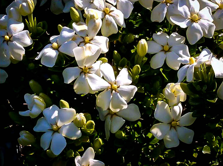 Kleims Hardy Gardenia Plants For Sale The Tree Center™